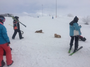 Most American and European ski areas don't have stray dogs all over them either.